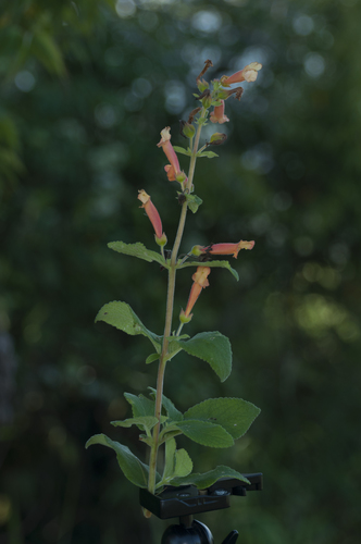 Sinningia incarnata