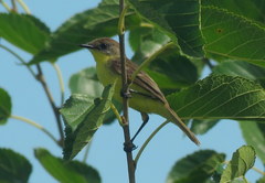 Pseudocolopteryx flaviventris