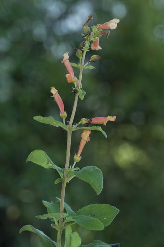 Sinningia incarnata