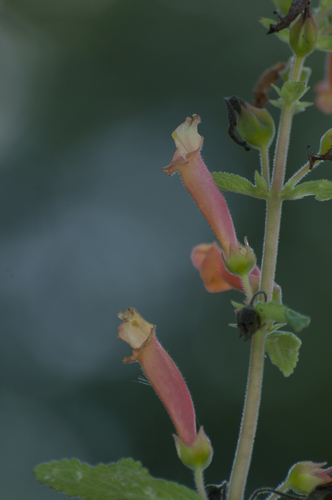 Sinningia incarnata