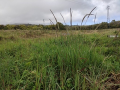 Setaria sphacelata image