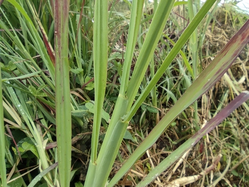 Setaria sphacelata image