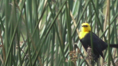 Chrysomus icterocephalus bogotensis