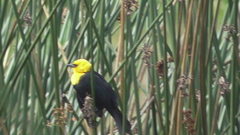 Chrysomus icterocephalus bogotensis
