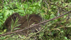 Cavia aperea anolaimae