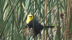 Chrysomus icterocephalus bogotensis
