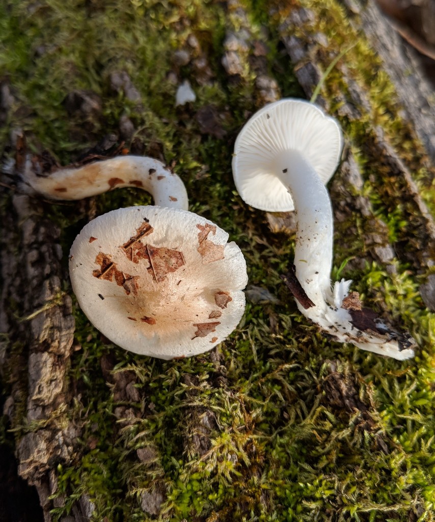 Hygrophorus laurae