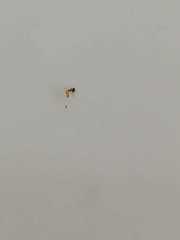 Tapinoma melanocephalum