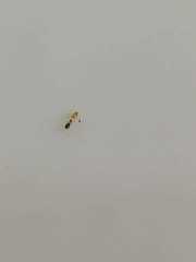 Tapinoma melanocephalum