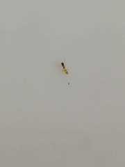 Tapinoma melanocephalum