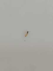 Tapinoma melanocephalum