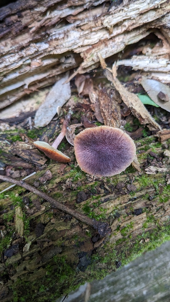 Gymnopilus luteofolius · July 2023 · photo: © atsushi_nakajima_cirque (iNaturalist, cc-by)