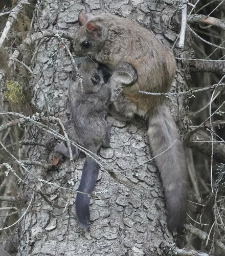 Northern Flying Squirrel photographed in Montana