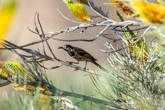 Purnella albifrons