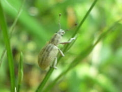 Aphrastus taeniatus
