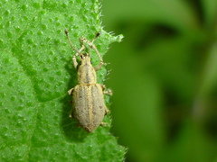 Aphrastus taeniatus