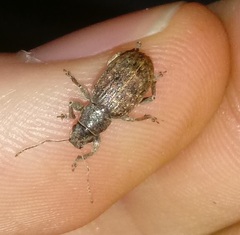 Brachyderes incanus