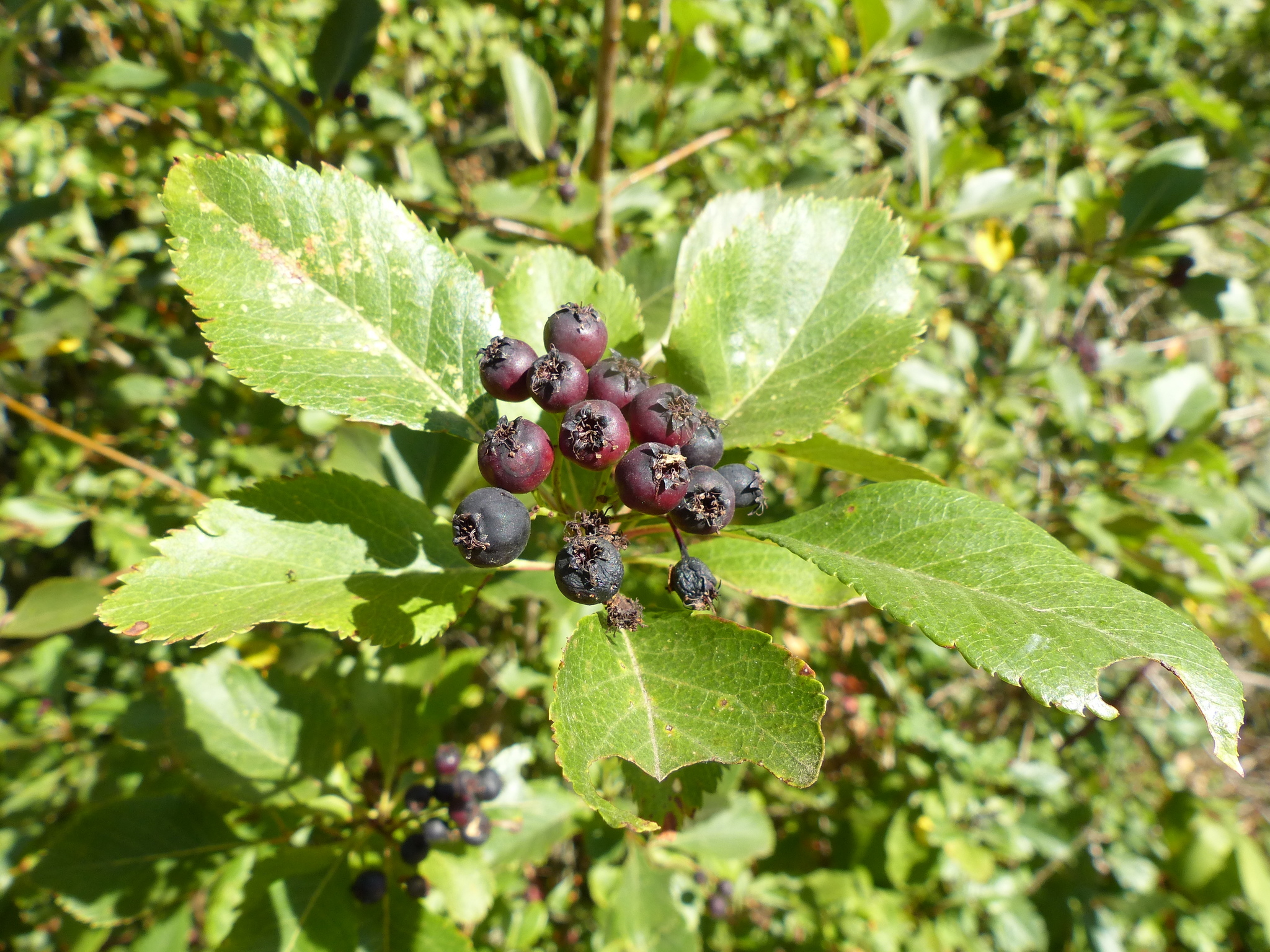 Crataegus gaylussacia