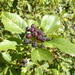 Klamath Hawthorn - Photo (c) Barbara L. Wilson, some rights reserved (CC BY-NC), uploaded by Barbara L. Wilson