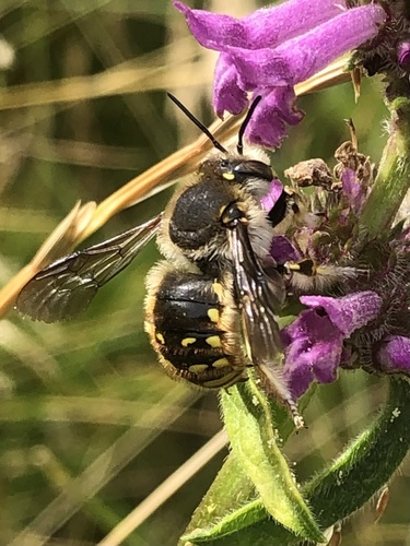European Woolcarder Bee, photo 7 of 10