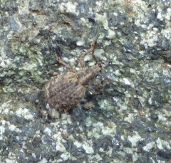 Myosides seriehispidus