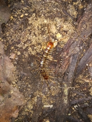 Lithobius variegatus rubriceps