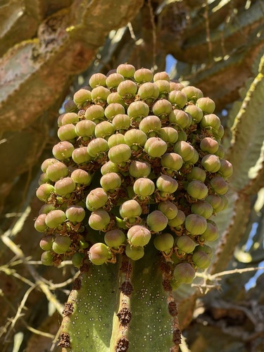 Common Tree Euphorbia