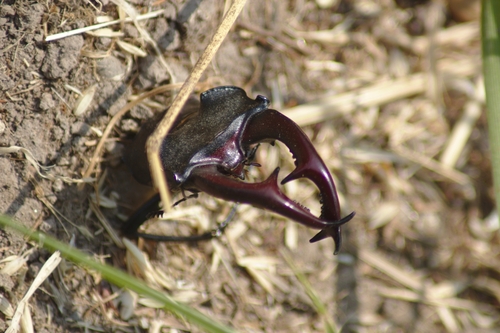 Lucanus cervus
