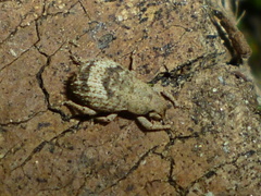 Pseudocneorhinus obesus