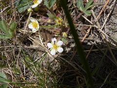 Fragaria virginiana platypetala