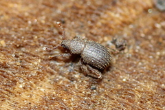 Trachyphloeosoma advena