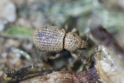 Weevil (Trachyphloeosoma advena) photo 2
