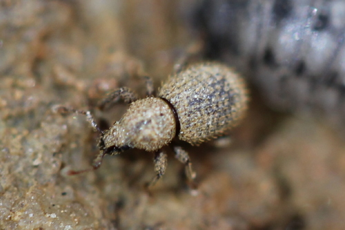 Weevil (Trachyphloeosoma advena) photo 3