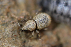 Trachyphloeosoma advena