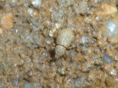 Trachyphloeosoma advena