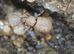 Trachyphloeosoma advena