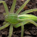 Green Huntsman Spider - Photo (c) bugzone, some rights reserved (CC BY-NC)