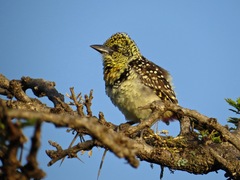 Trachyphonus darnaudii