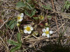Fragaria virginiana platypetala