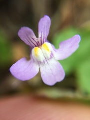 Cymbalaria muralis