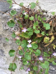 Cymbalaria muralis