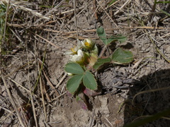 Fragaria virginiana platypetala