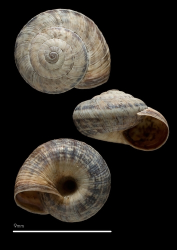 Maritime Garden Snail