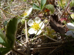Fragaria virginiana platypetala