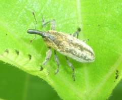 Lixus scrobicollis