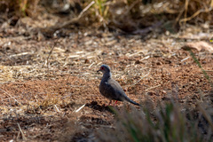 Geopelia cuneata