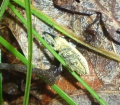 Lixus scrobicollis