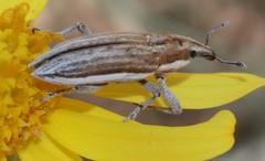 Scaphomorphus pleuralis