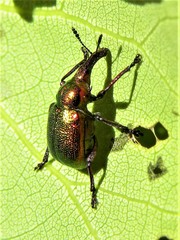 Byctiscus populi