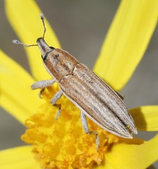 Scaphomorphus pleuralis